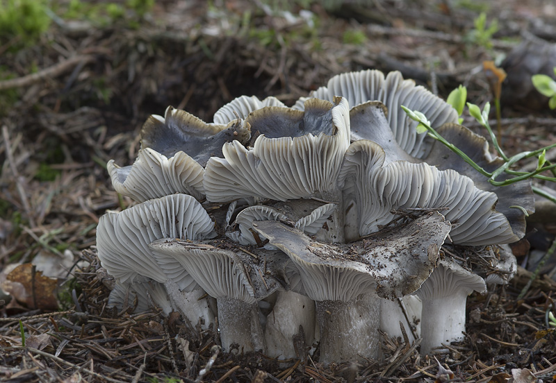 Hygrophorus marzuolus